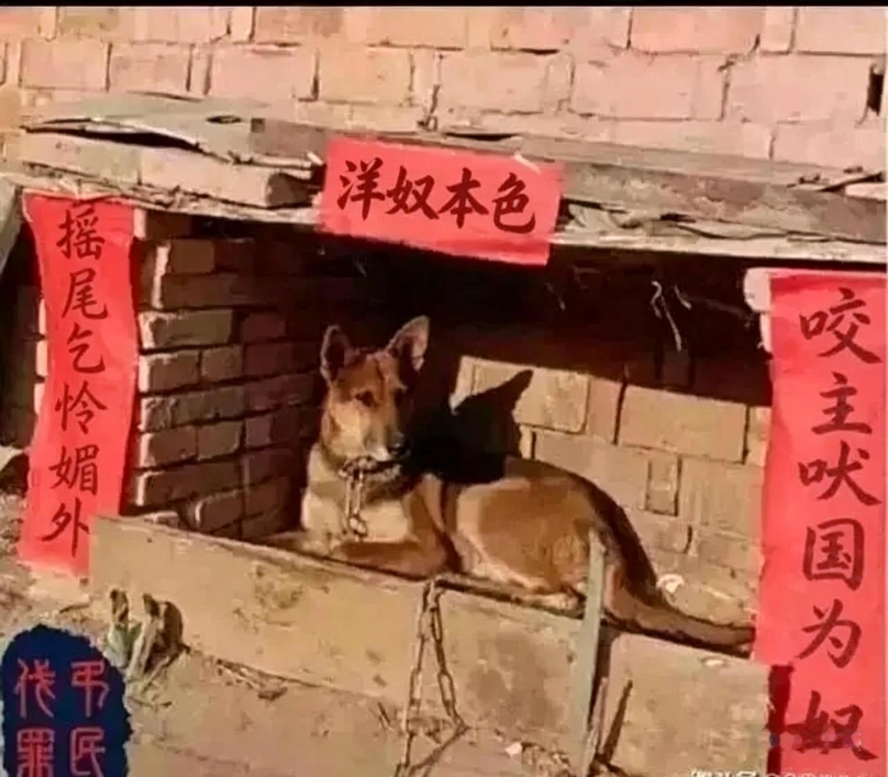 《观羊胎盘边角料评杂咏》
键盘作戟墨为枪，负义偏诌祖德凉。
媚外跪洋称普世，数宗