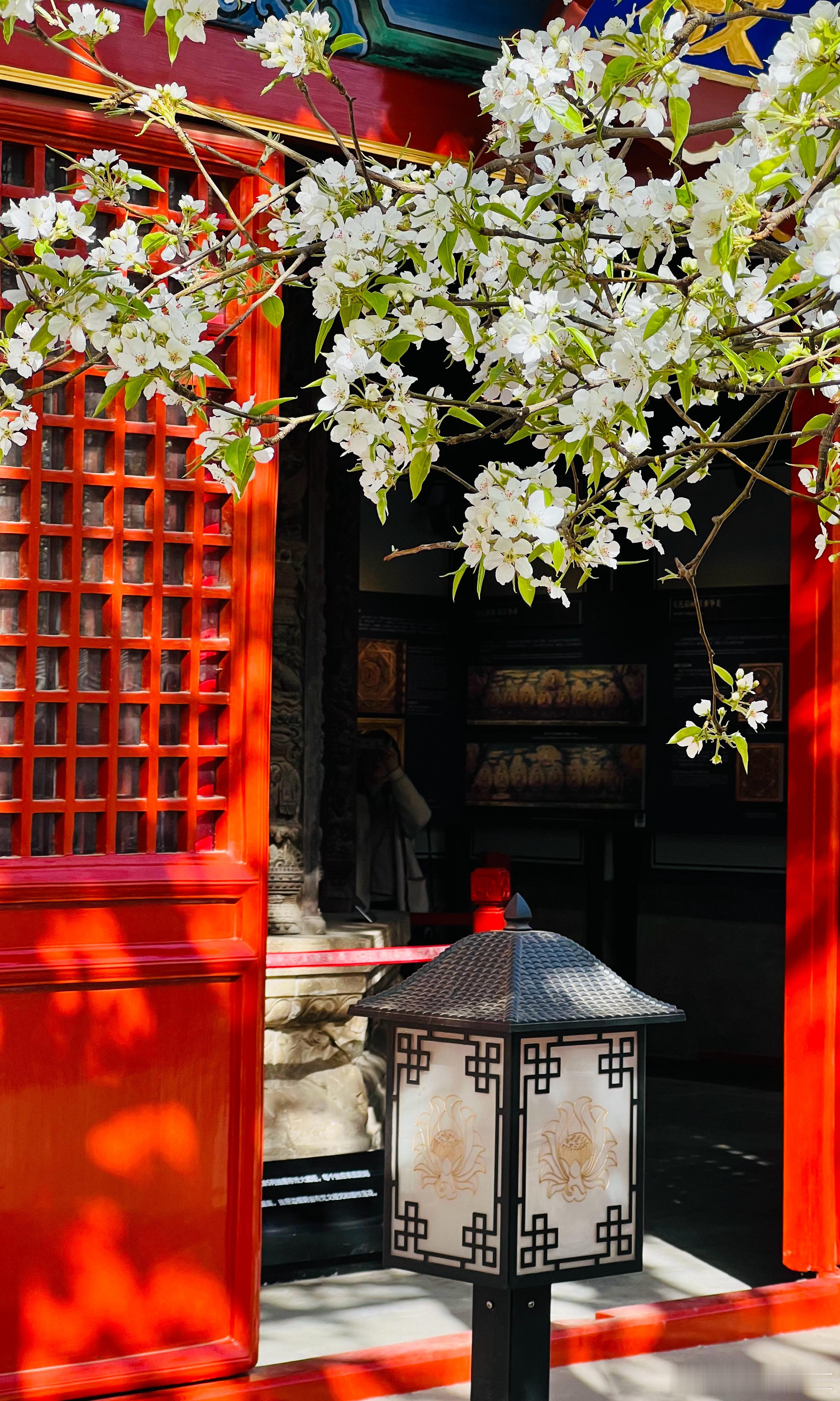 北京·智化寺 梨花开 香满园摄影​​​