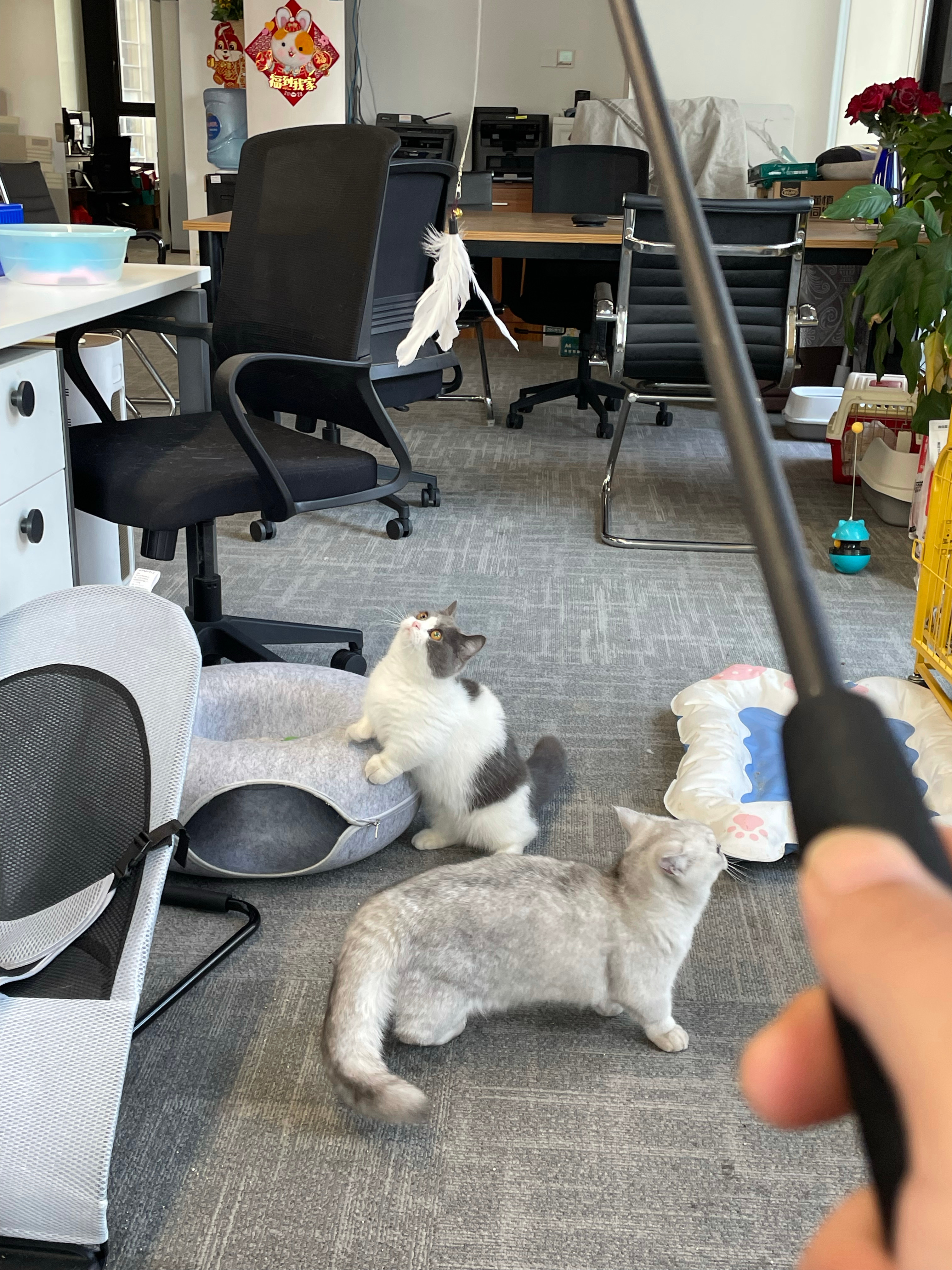 办公室猫咪 ​​​