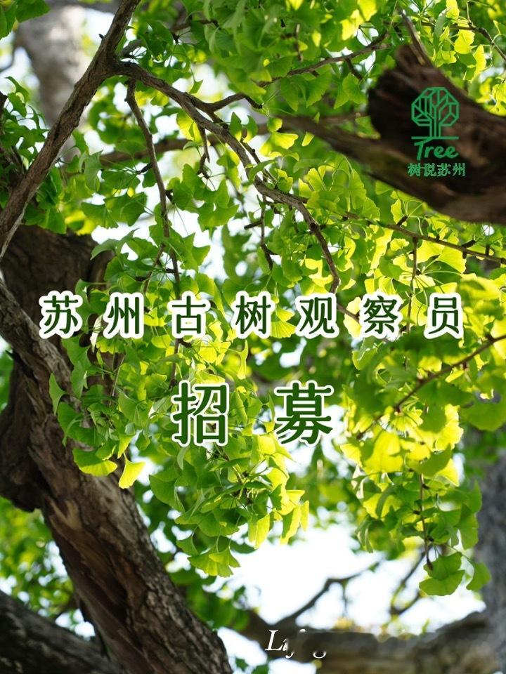 苏州看树 在努力了！（有哪里写得不对、不清楚的我马上改！） 