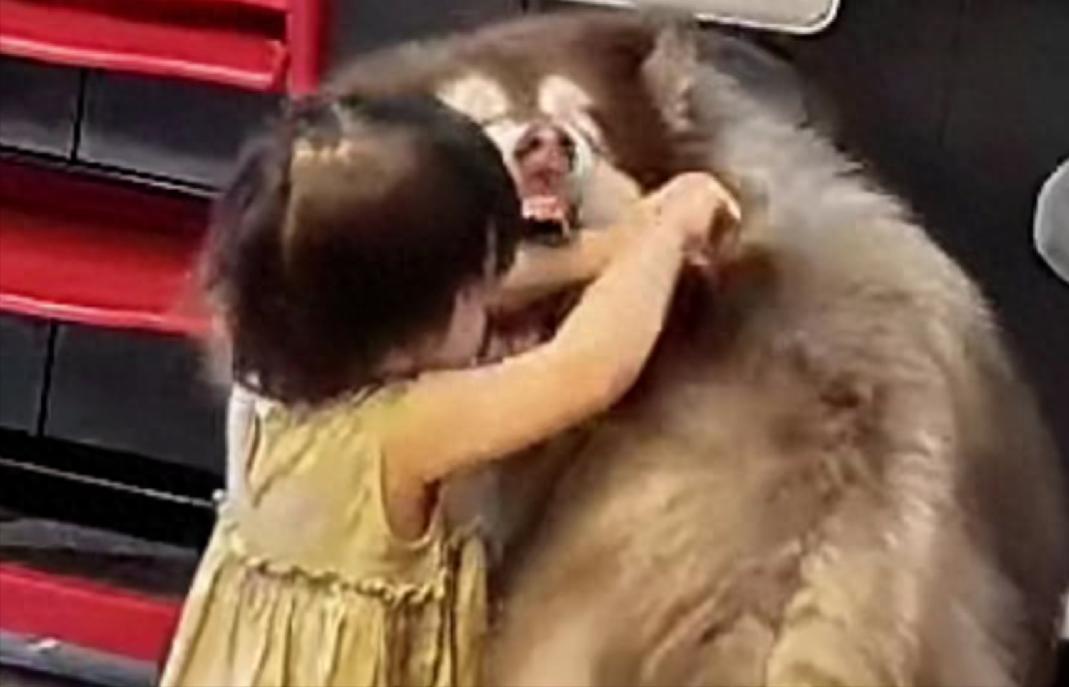 大型宠物犬趁主人刚走，张嘴就咬小孩，监控曝光，主人：绝不弃养！6月15日网上流传