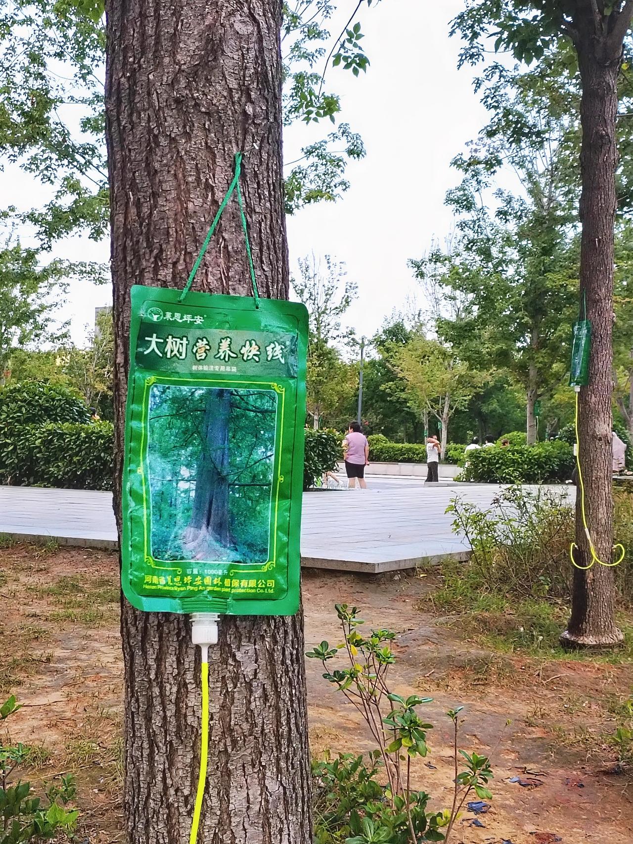今天早晨去公园散步，看到公园的树上都挂着大树营养快线，难道大树也需要补充营养吗。