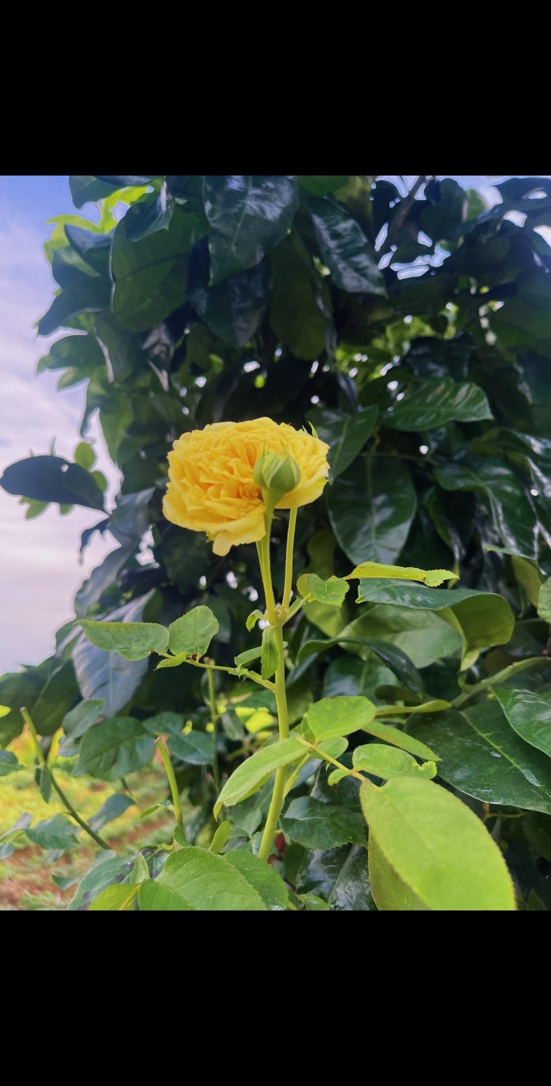 花儿花儿为谁开