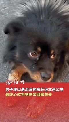 万物皆有灵！近日河南，男子和朋友爬完天界山后准备开车回家，在回家的路上发现有只狗