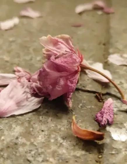 方圆天地，为头条联友对联：
春去秋来观日月，
花飞叶落数光阴。