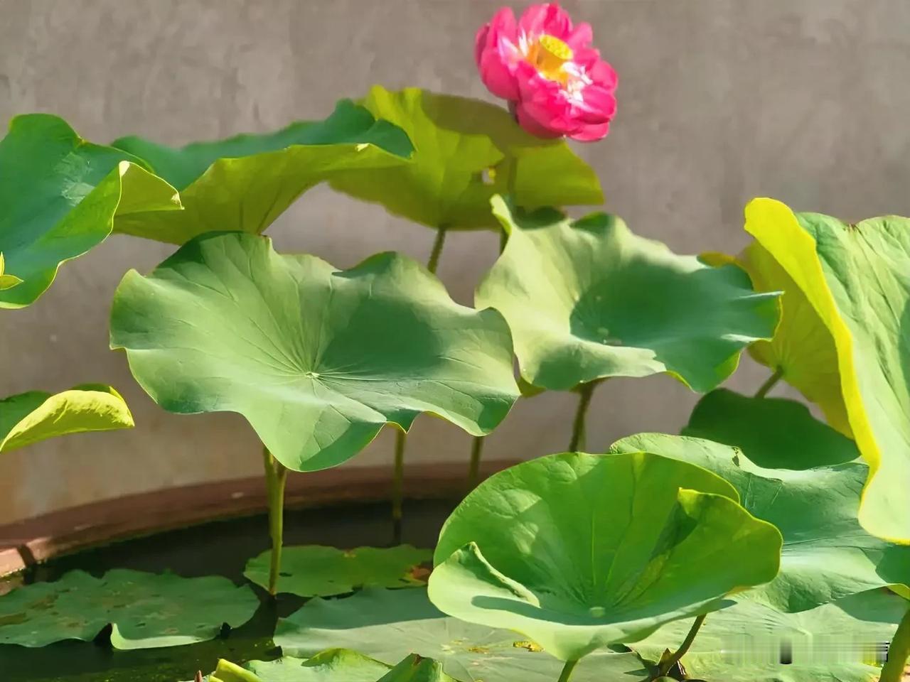 太有哲理了！

“做人不能忘记四条，话不要说错，床不能睡错，门槛不能踏错，口袋不