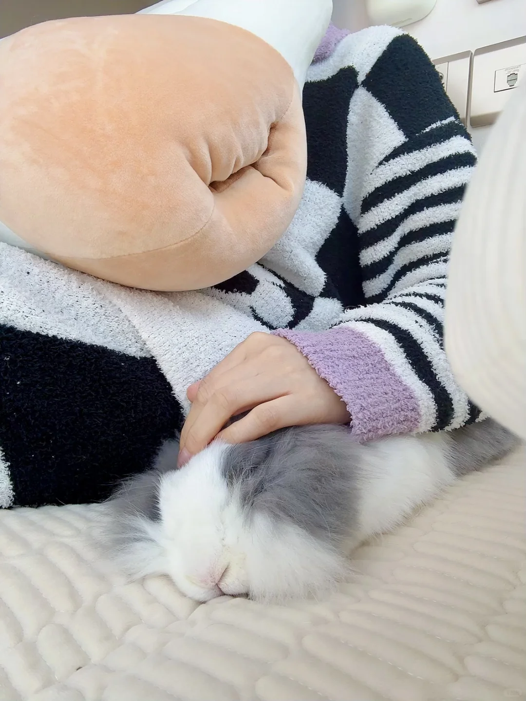 贴贴🐰