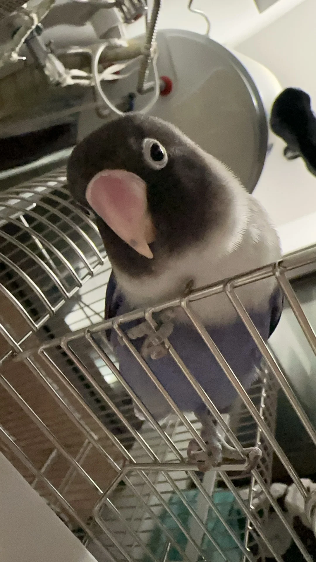 咩啊～