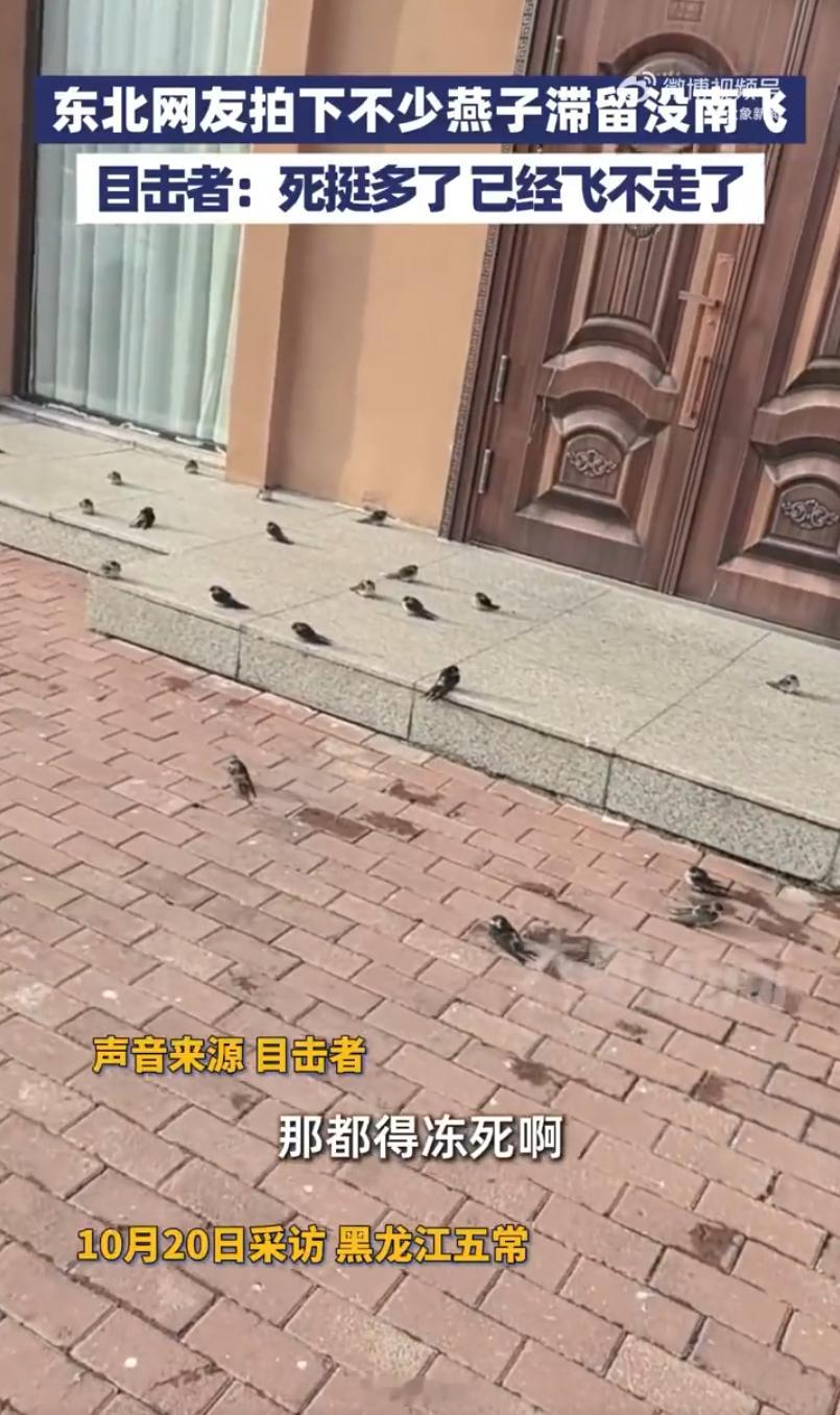 今年降温太突然了，燕子都没反应过来啊。早上一觉醒来，都降到 13° 了，你们那儿