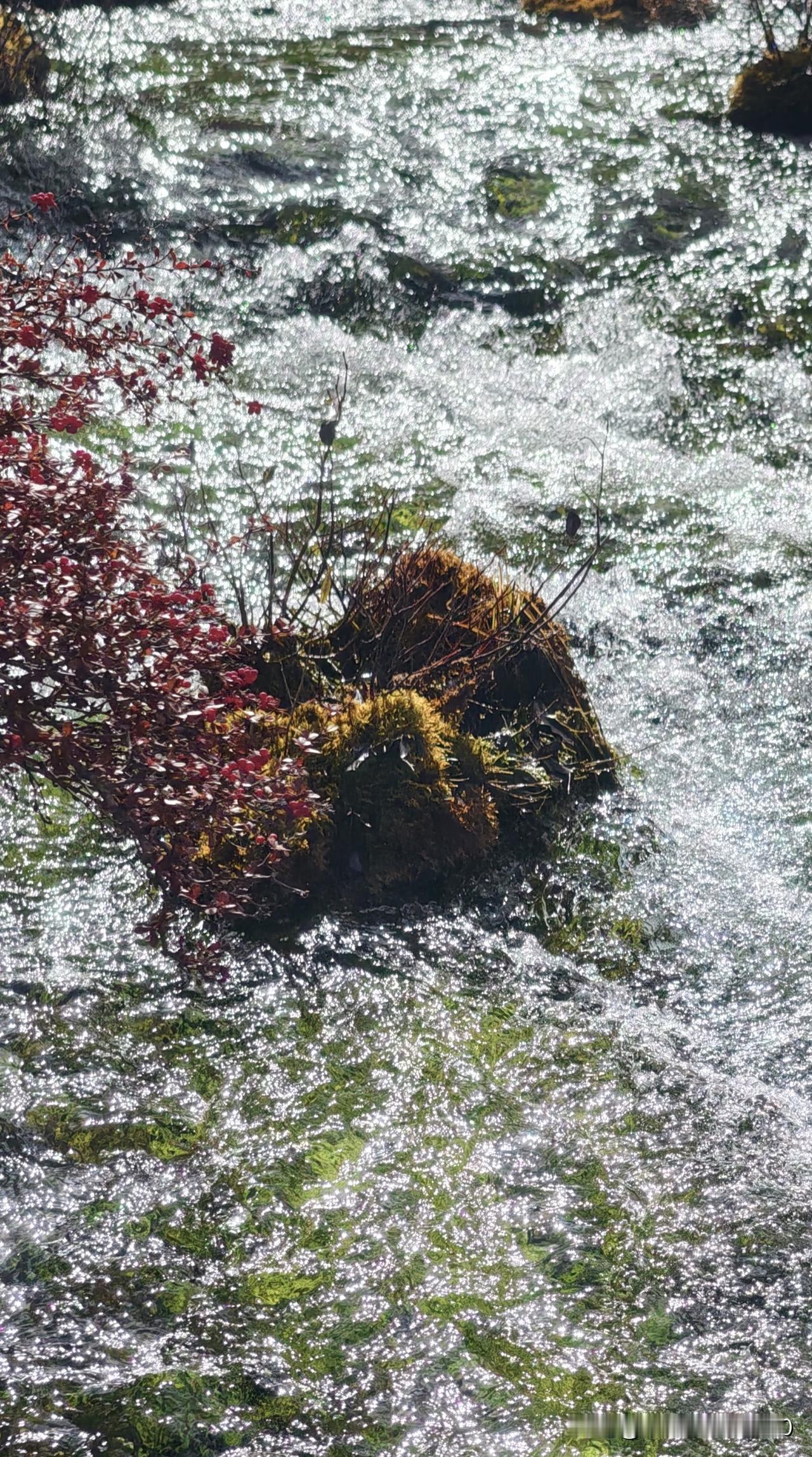 上周六误打误撞钻进山坳里的一条无名小溪，水浅得刚没过脚踝，水底的鹅卵石缝里还藏着