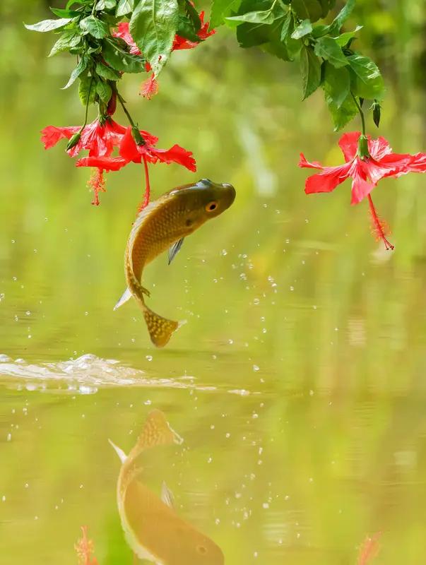 上联：池边看鱼跃，诚邀下联天台望星晨