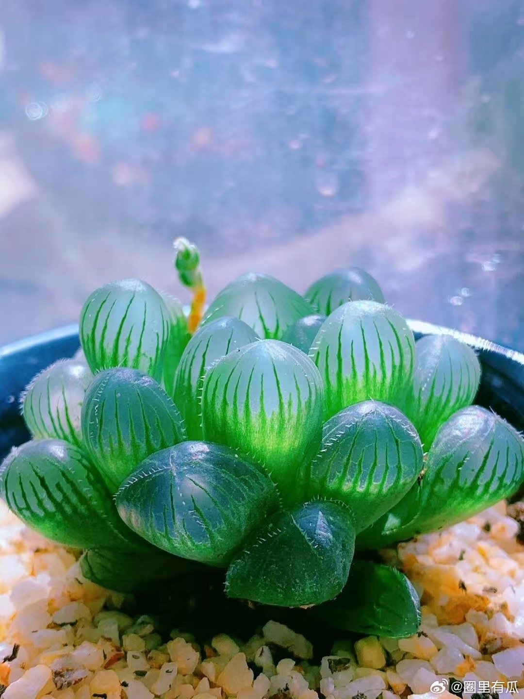 一款晶莹剔透的多肉植物：姬玉露🌱 💎如同宝石一般惹人喜爱💗金风玉露💧一相
