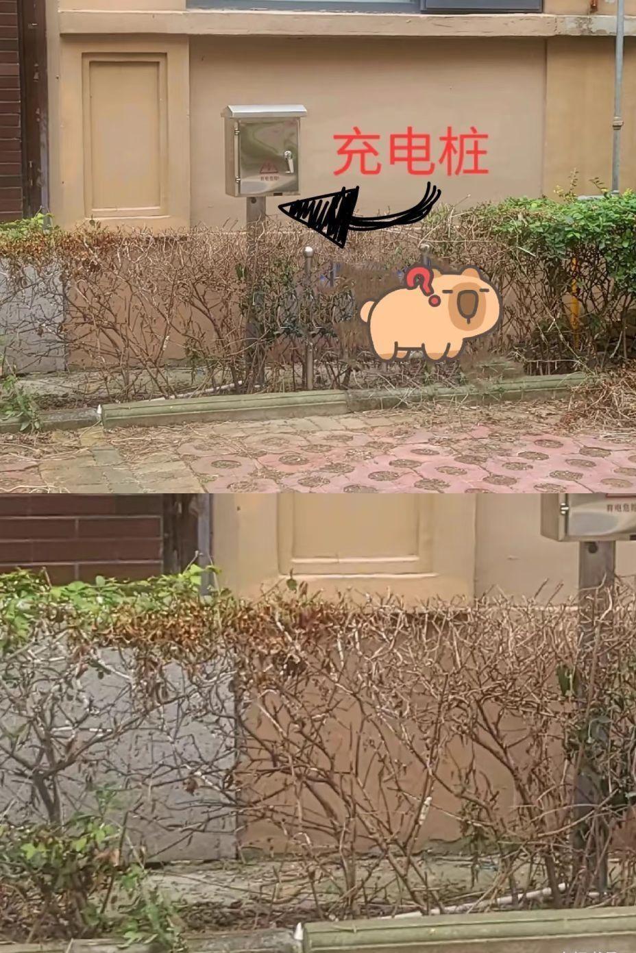 好奇怪，充电桩周围的植物怎么都枯萎了，是什么原因呢？