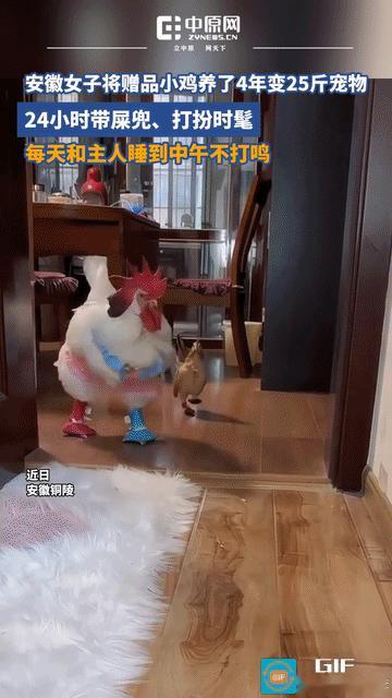 见过养宠物狗宠物猫，还没见过养宠物鸡，近日，女子晒出自己养的宠物鸡，火出了圈。女
