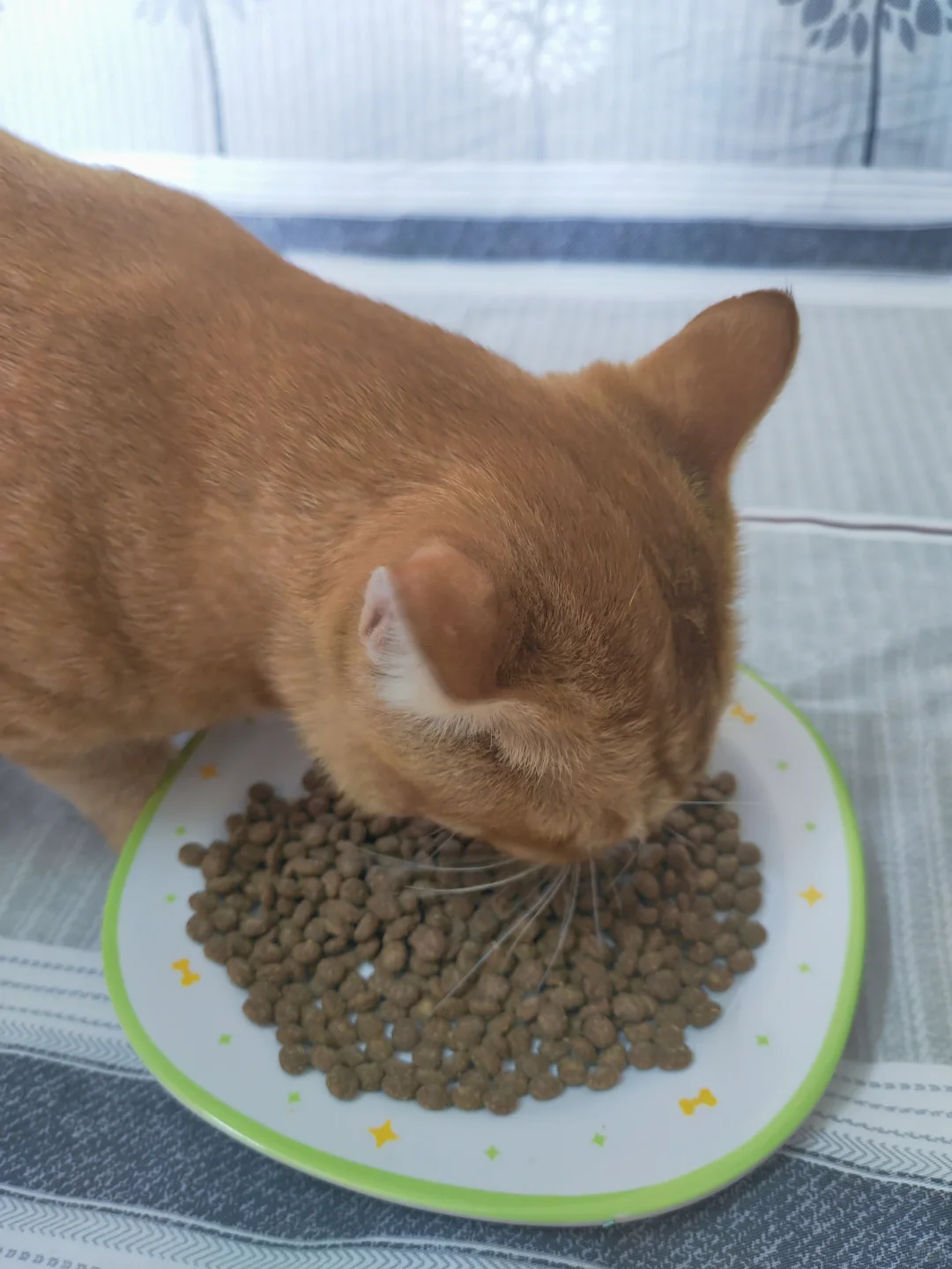 催开饭的小猫一只