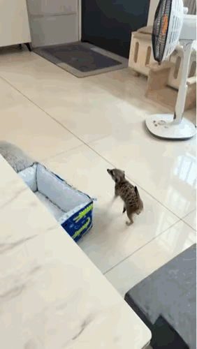 看得出来，
他有做长颈鹿的梦想。