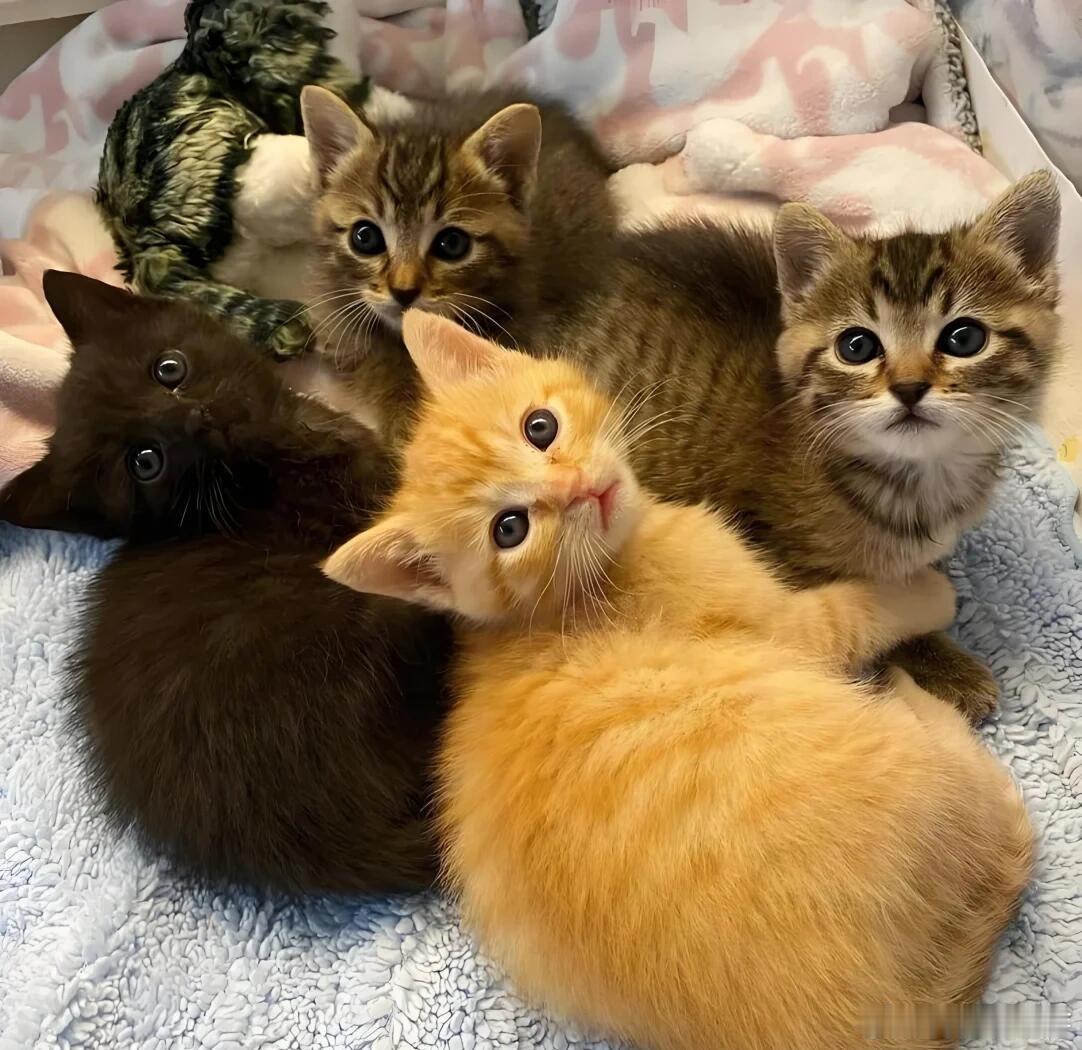 一窝小猫有几个父亲？猫妈妈生了一窝小猫，有的时候可能自己也会懵：怎么五颜六色的呢