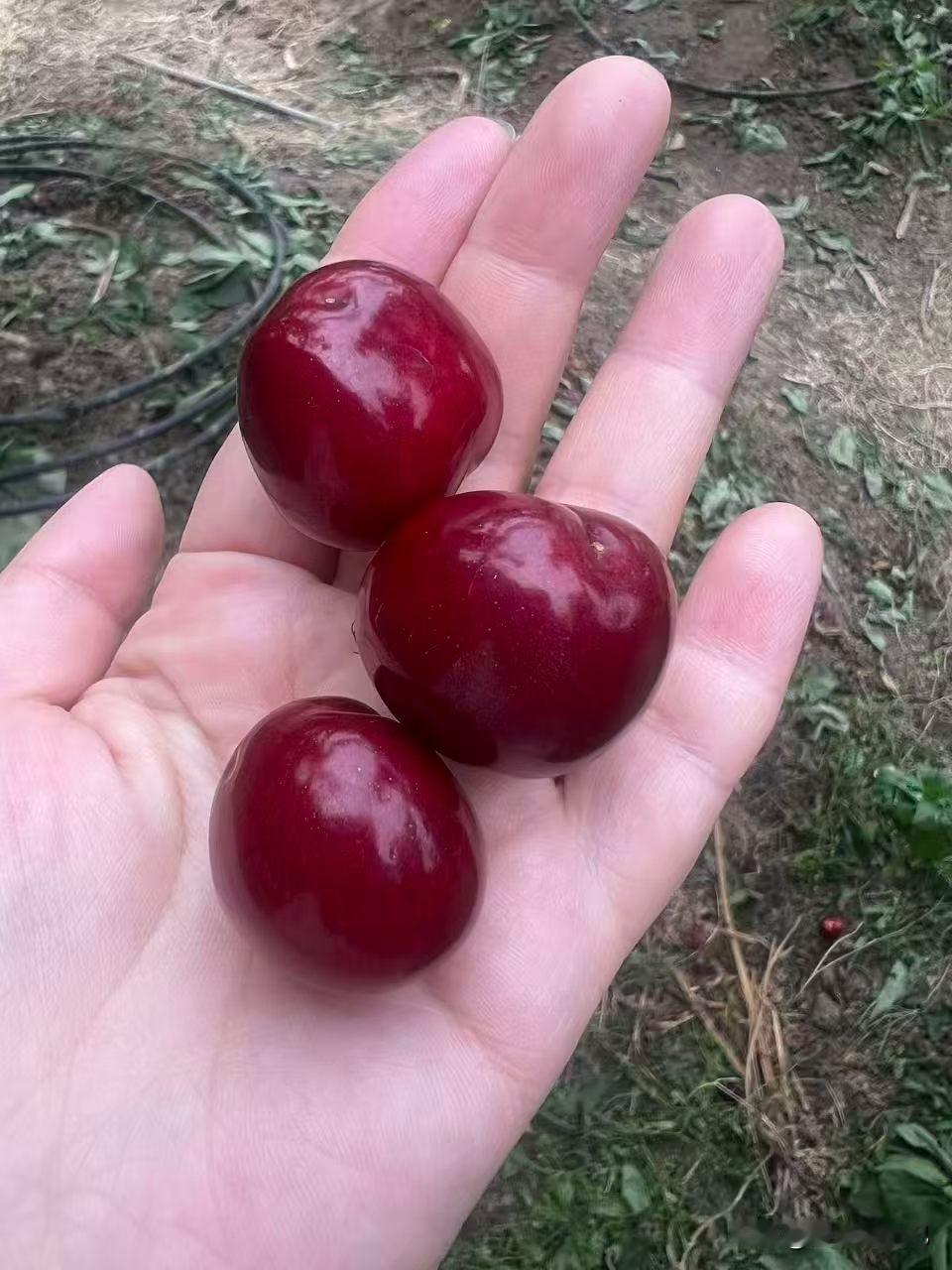 红彤彤，
甜又甜。
这是樱桃吗？
怎么这么大？
怎么这么红？
这当然是樱桃了。