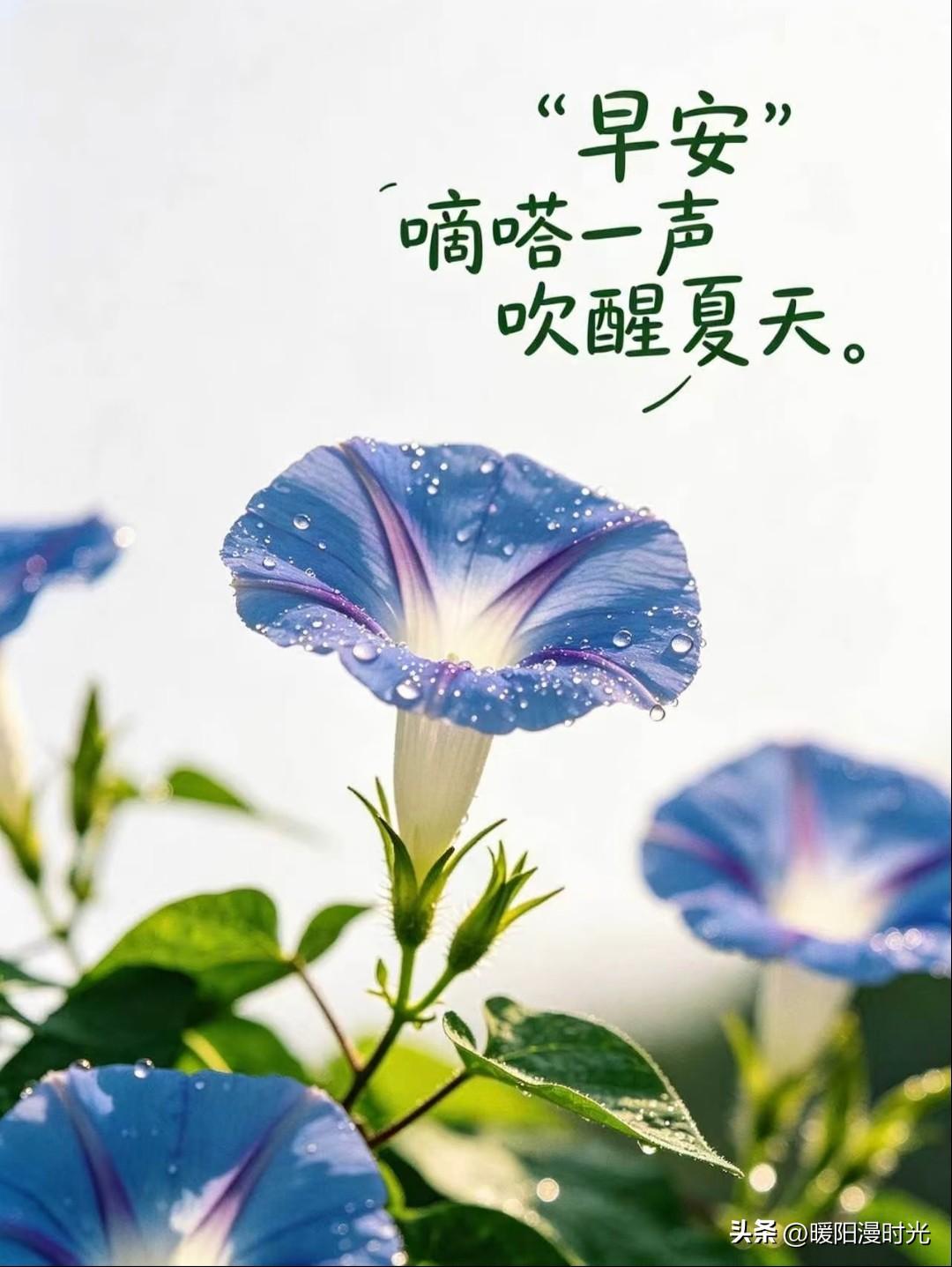 牵牛花轻吹晨曲，携一缕晨光，愿你日日安然顺遂。丨李李早安牵牛花插画分享
早安治愈