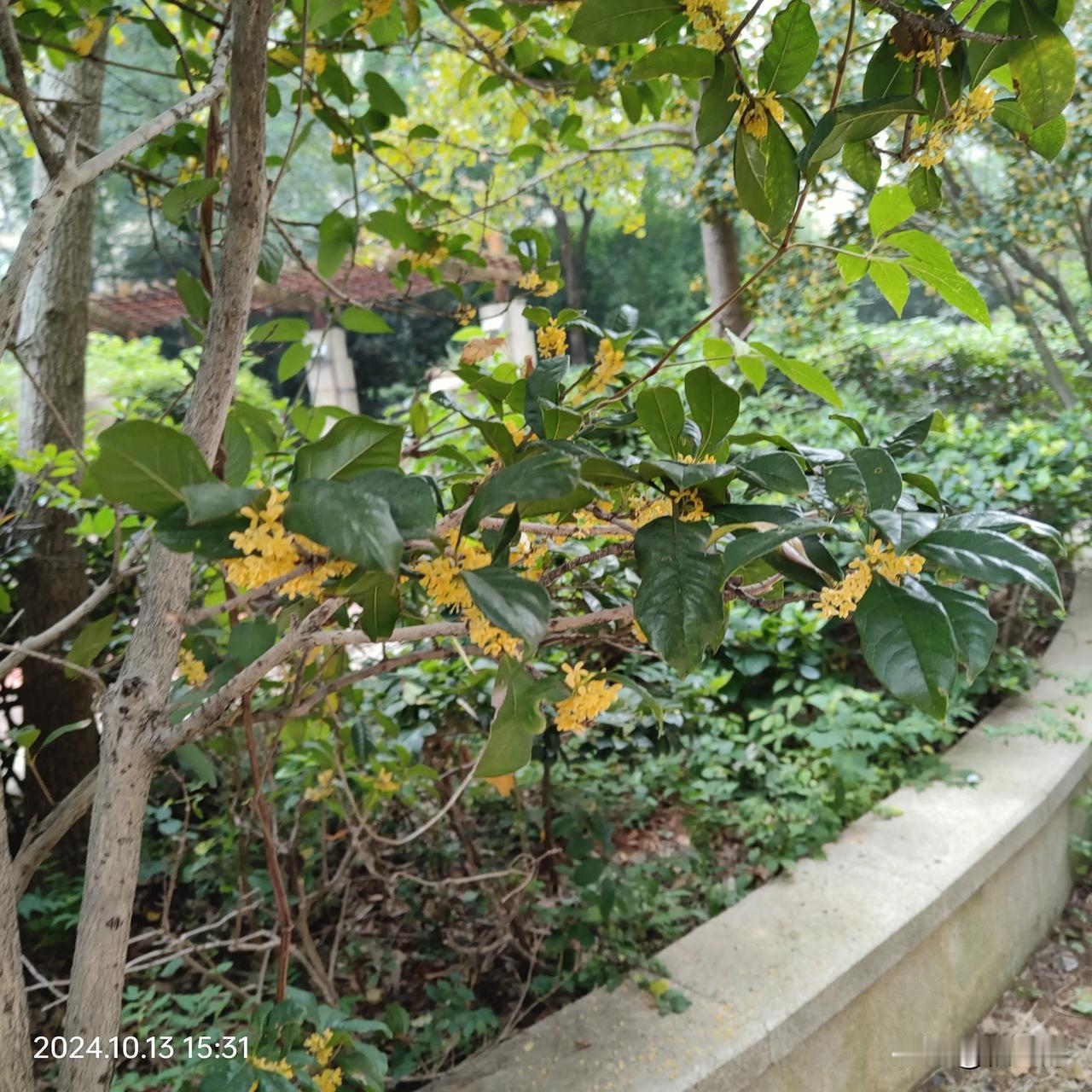 #下联：风送桂花香满城，诚邀上联#
这个比较应景，近日，正是桂花香飘四溢之时，小