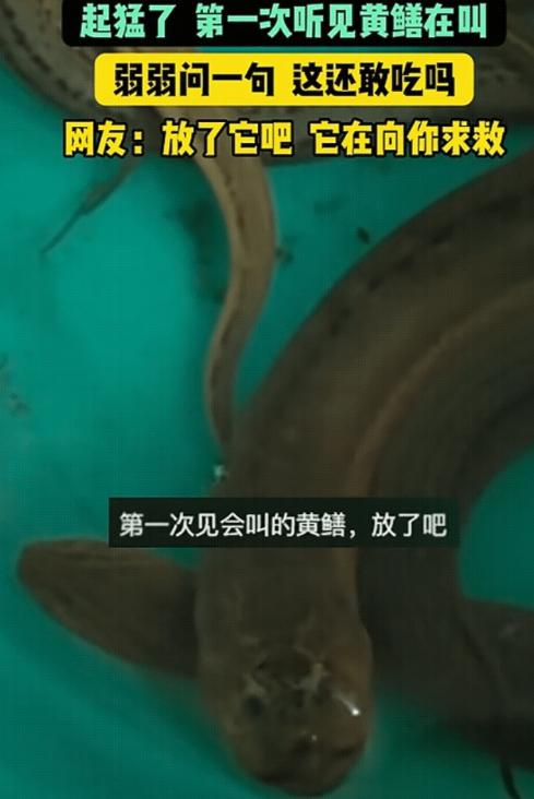 太不可思议了！江苏一名男子在野外抓了一些黄鳝回家，正准备把它们处理成一道美食时，