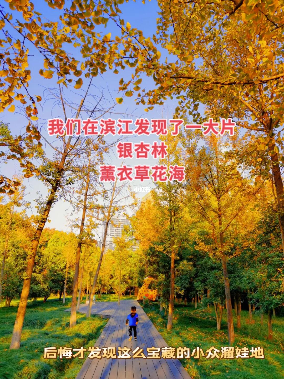 杭州秋天/隐藏在滨江的小众绝美银杏林