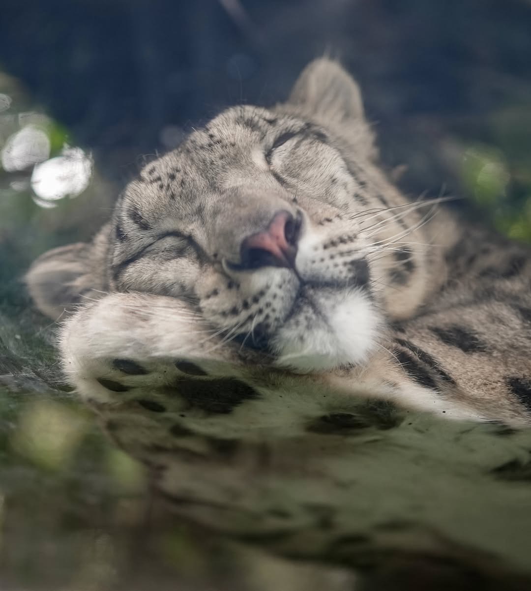 雪豹  宝宝啊宝宝，完全是宝宝中的宝宝！！！📷rika🐆日本石川动物园ヒメル
