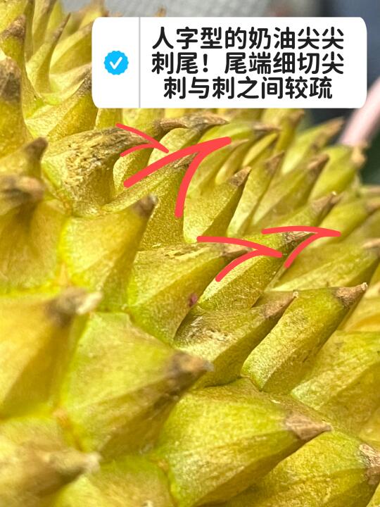 开到人生干包榴莲！！！人字型尖尖刺尾！！！