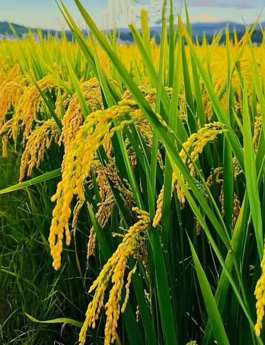 麦浪滚滚而来……