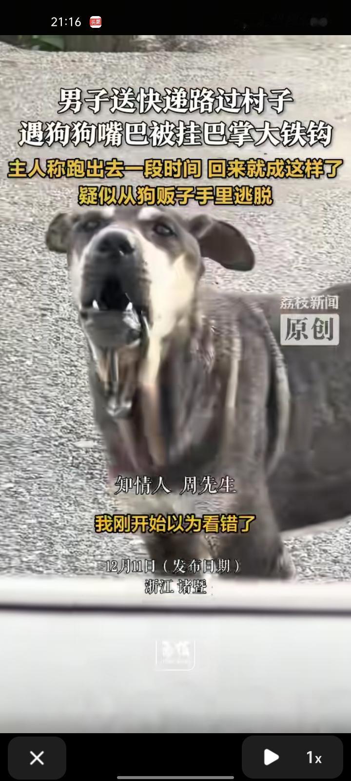 12月9日，绍兴诸暨市。网友晒视频称，自己送快递时遇到狗狗嘴巴上挂着大铁钩，起初