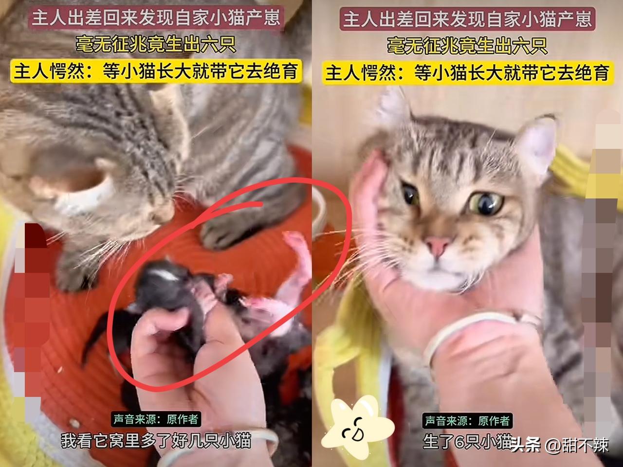 “意外的惊喜！”山东烟台，一女子出差1个月回来后，发现大猫待在窝里也不迎接她，女