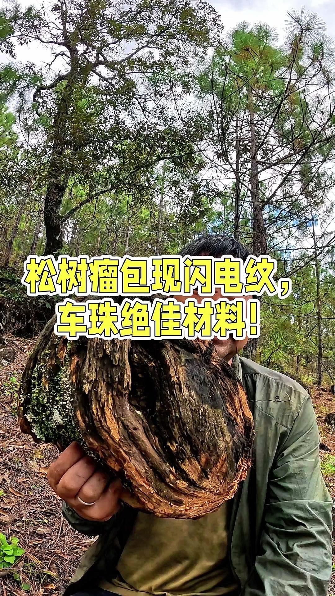深山偶遇松树瘤包，闪电纹+松香味绝了！🌲今天在山上捡到个宝贝——松树瘤包！切开