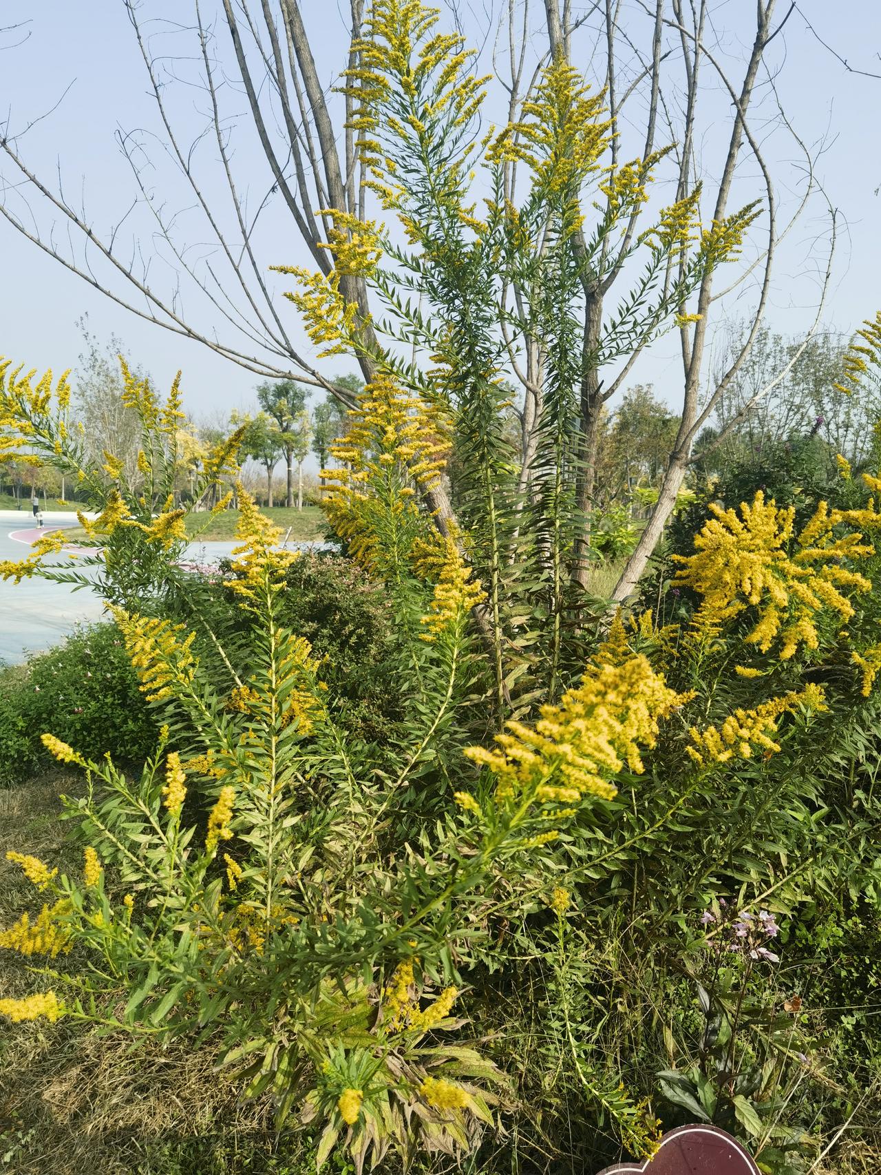 秋日公园里偶遇这丛金灿灿的加拿大一枝黄花，细碎小花攒成串串“黄金瀑布”，在蓝天枯