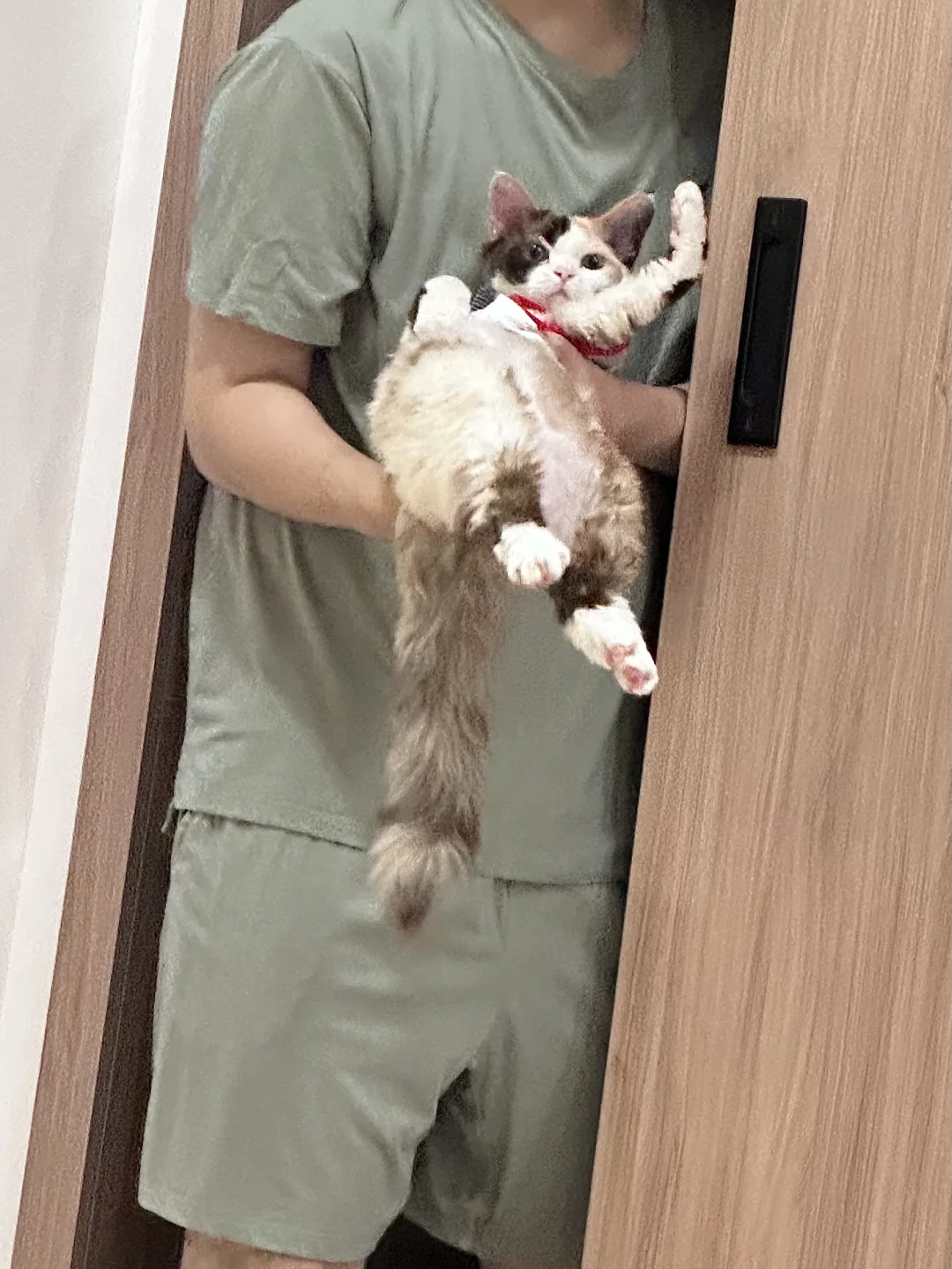 拆泥丝功夫小猫🫸🏻