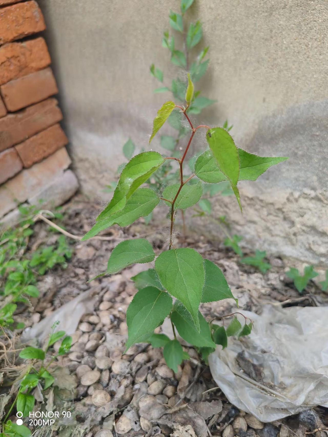 还记得小时候寻觅小杏树苗的日子吗？麦浪翻涌的时节，我们挎着小竹篮，在地里寻野菜、