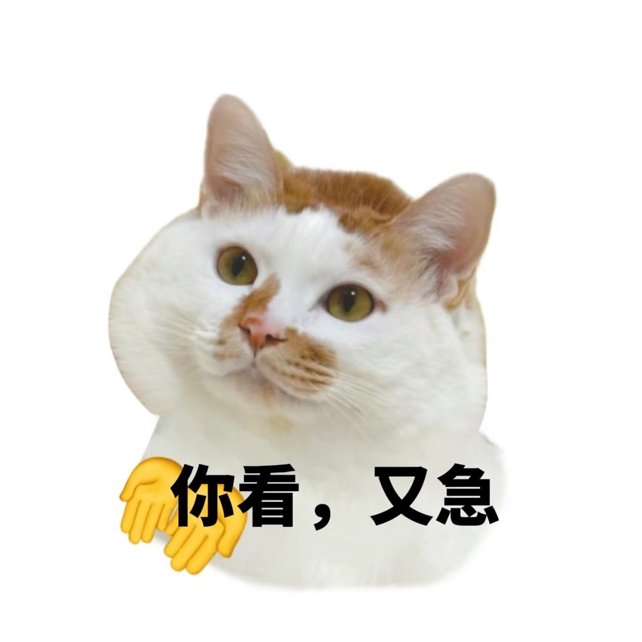 你看你又急又在这里破防