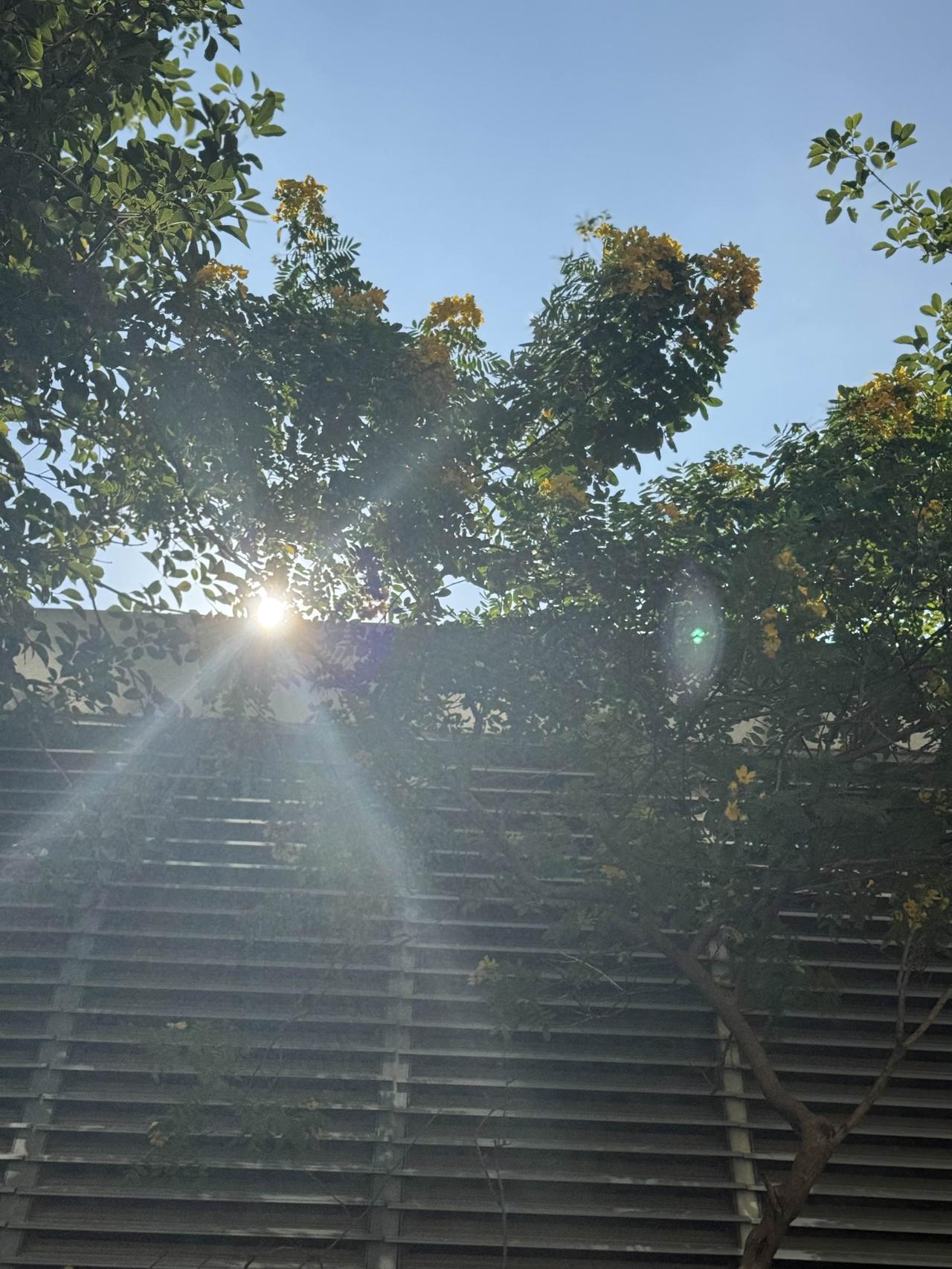 今天天气绝了！太阳偷偷从树后面钻出来，把光洒得到处都是，跟撒了把金粉似的。树上那