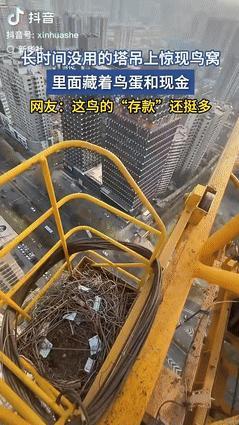“意外的惊喜！”15日报道，陕西西一男子高空作业时，发现塔吊有个喜鹊窝，里面不光