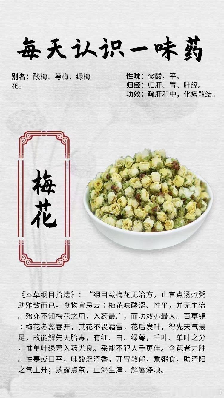 #每天一味中草药##健闻登顶计划# 【每天一味中药材】[玫瑰]梅花🔍别名：酸梅