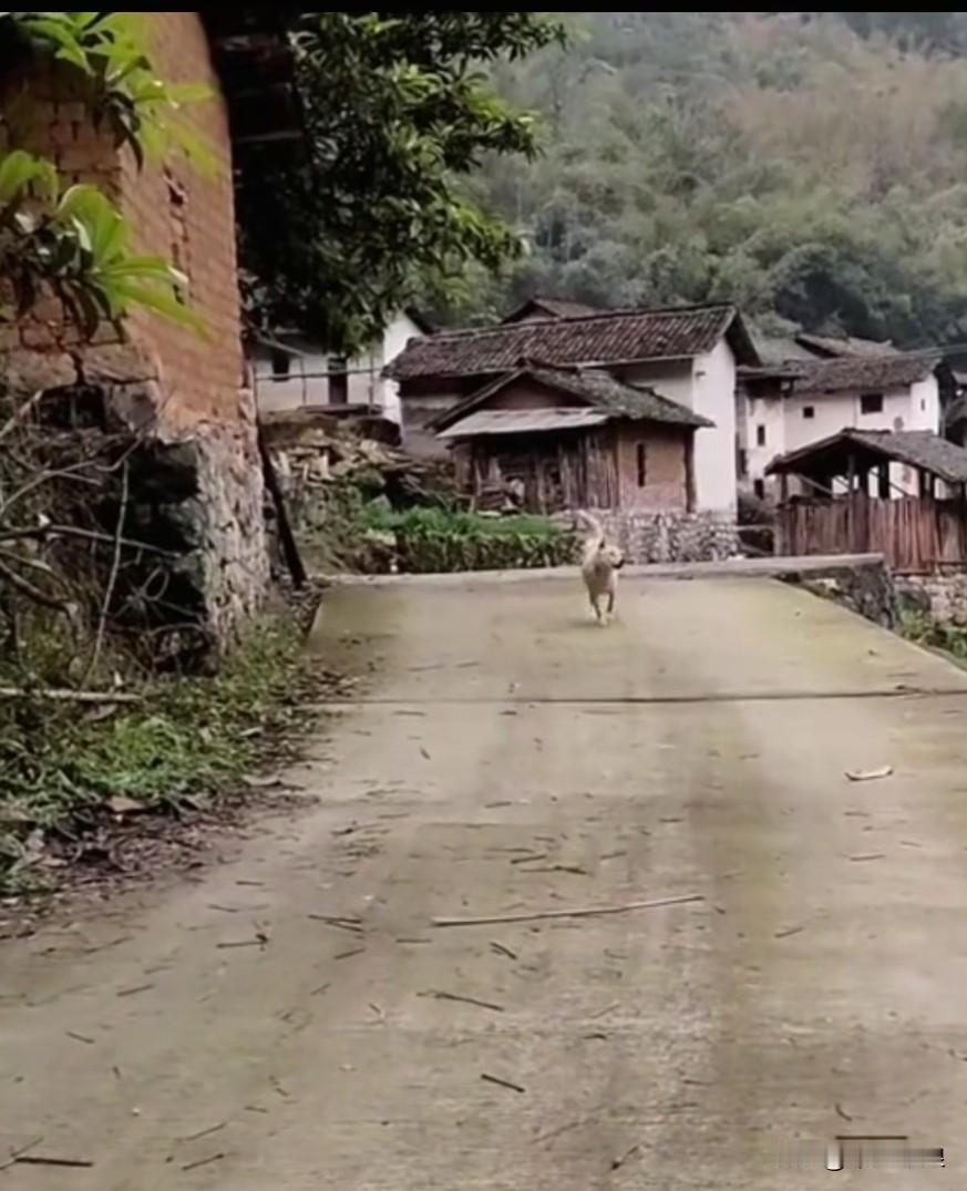 土狗的一生与使命，便是勤勤恳恳地守护家庭。它们聪慧、机敏，一心守家，从不攻击人类