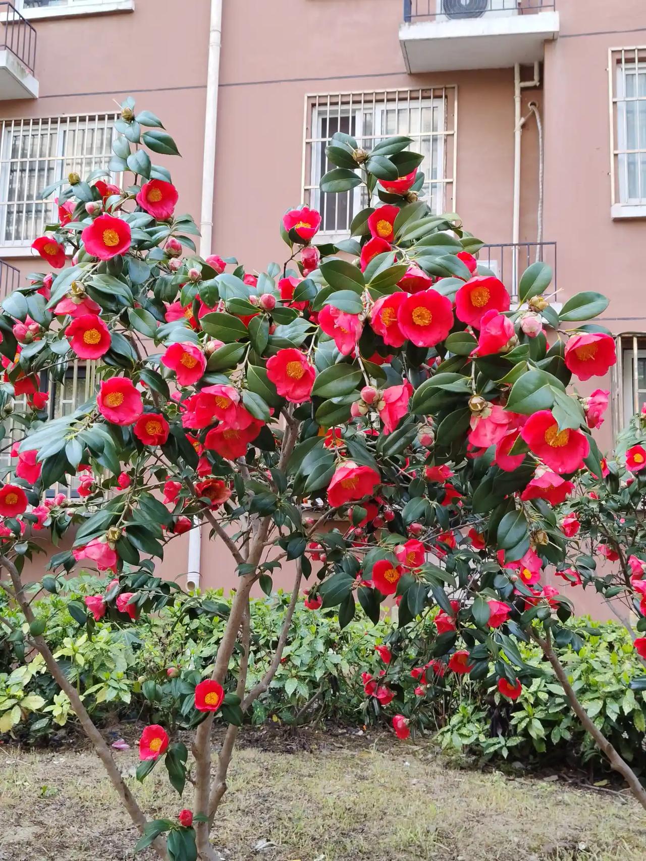 一只黄莺在枝头
两棵山茶立路口