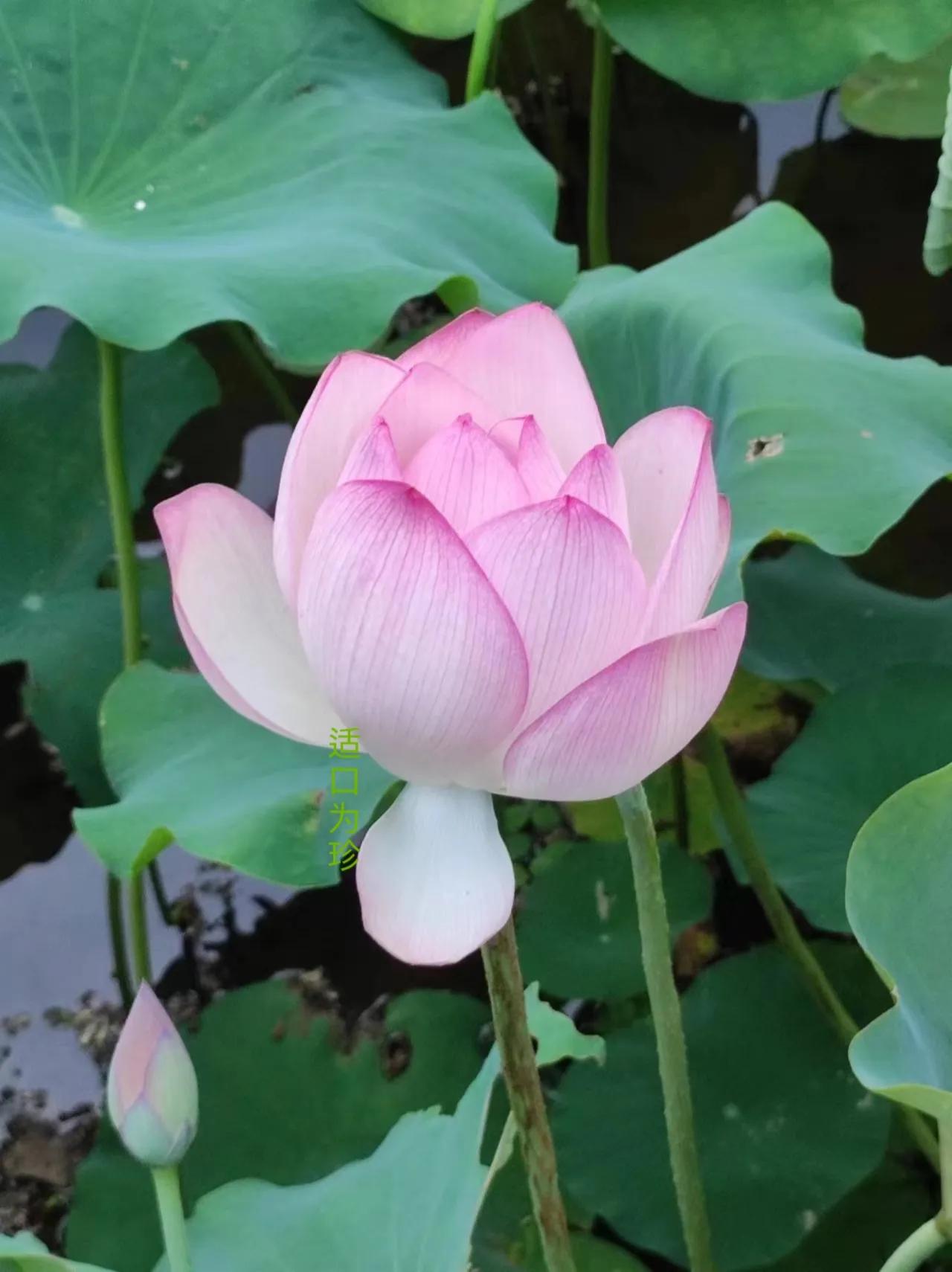 #上联：翠柳寻诗风润笔，诚邀下联#
 这句上联的前四个字拟人化，展现出一种满是生