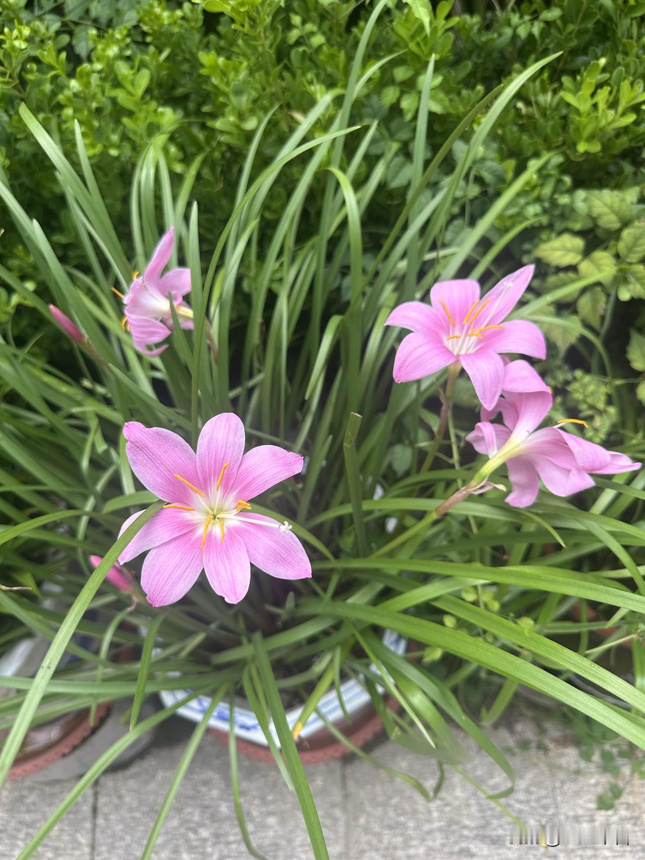 晒晒随手拍的花