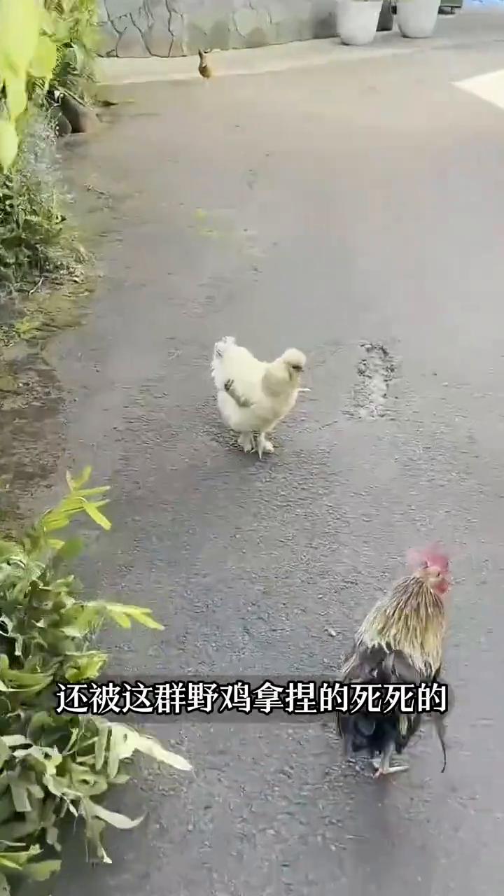 说出来你可能都觉得不可思议，这里的野鸡到处都是，可就是没人抓，要换在我们这早就端