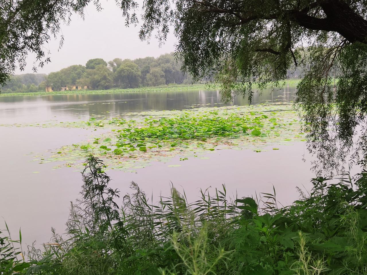 夏日纳凉避暑，可选之处各有各的特色，树下河边，是不错的选择。