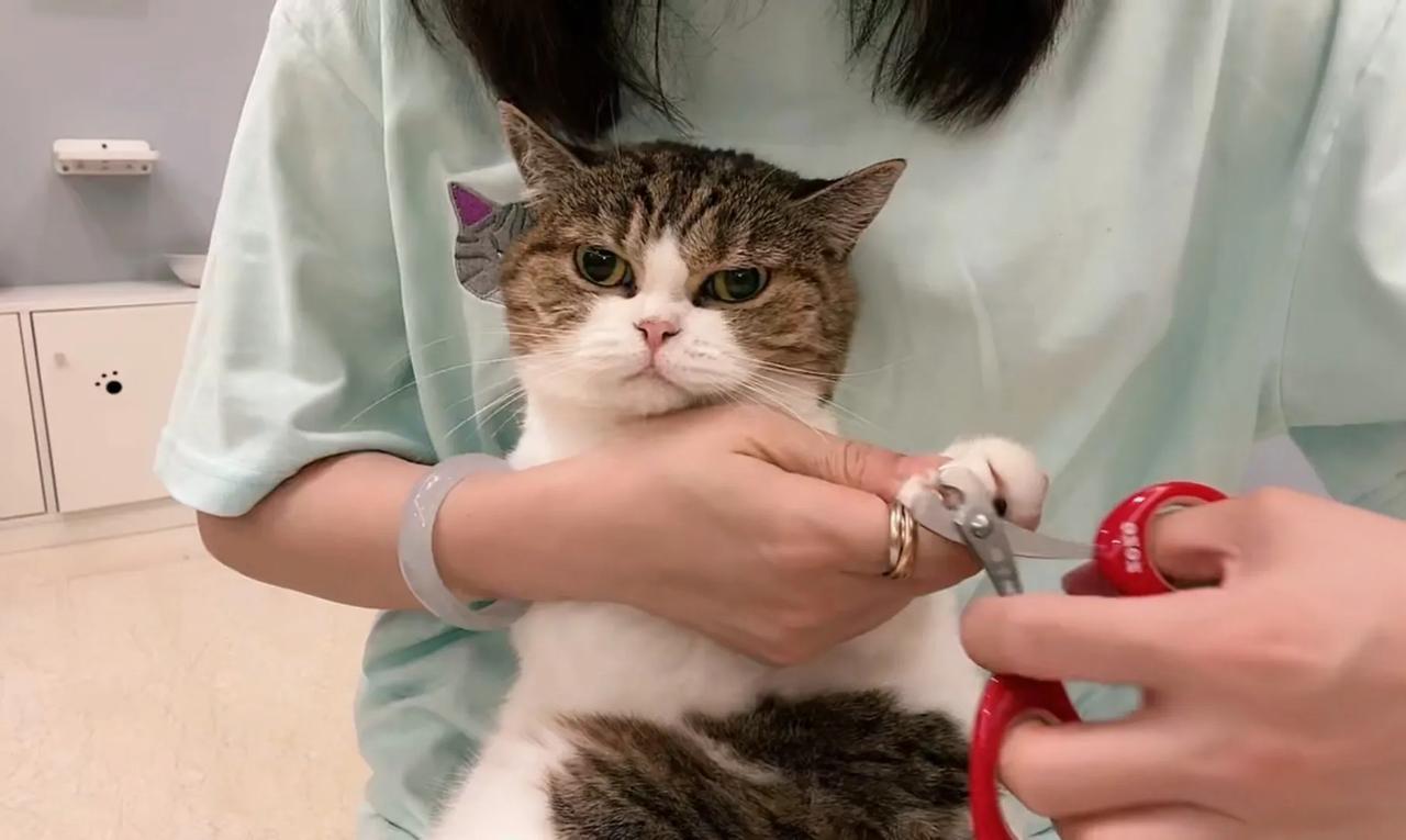 喵星人剪指甲大会，雅子戏最多！
#萌宠# #猫咪#