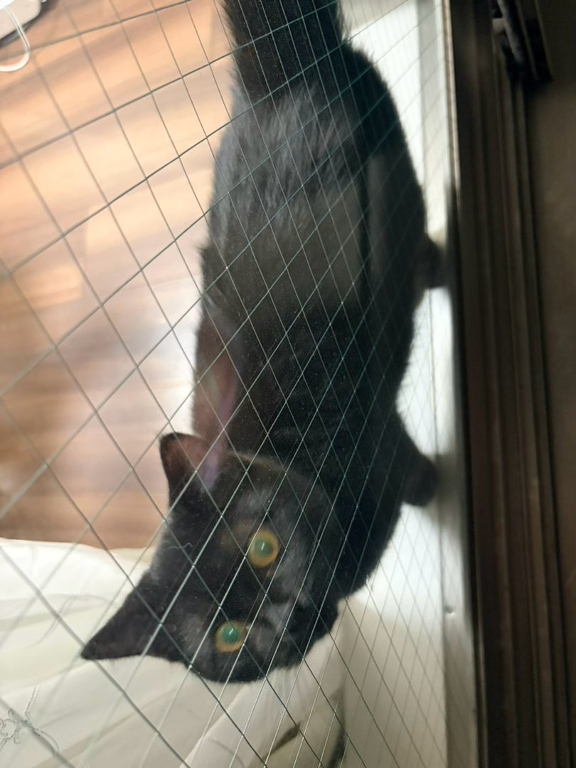 躲阳台抽烟给屋里的猫急的 