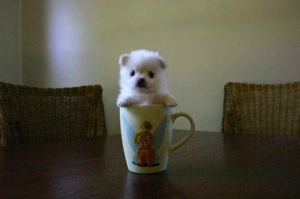 抽象小狗🐾₊⁺★*✩‧ 