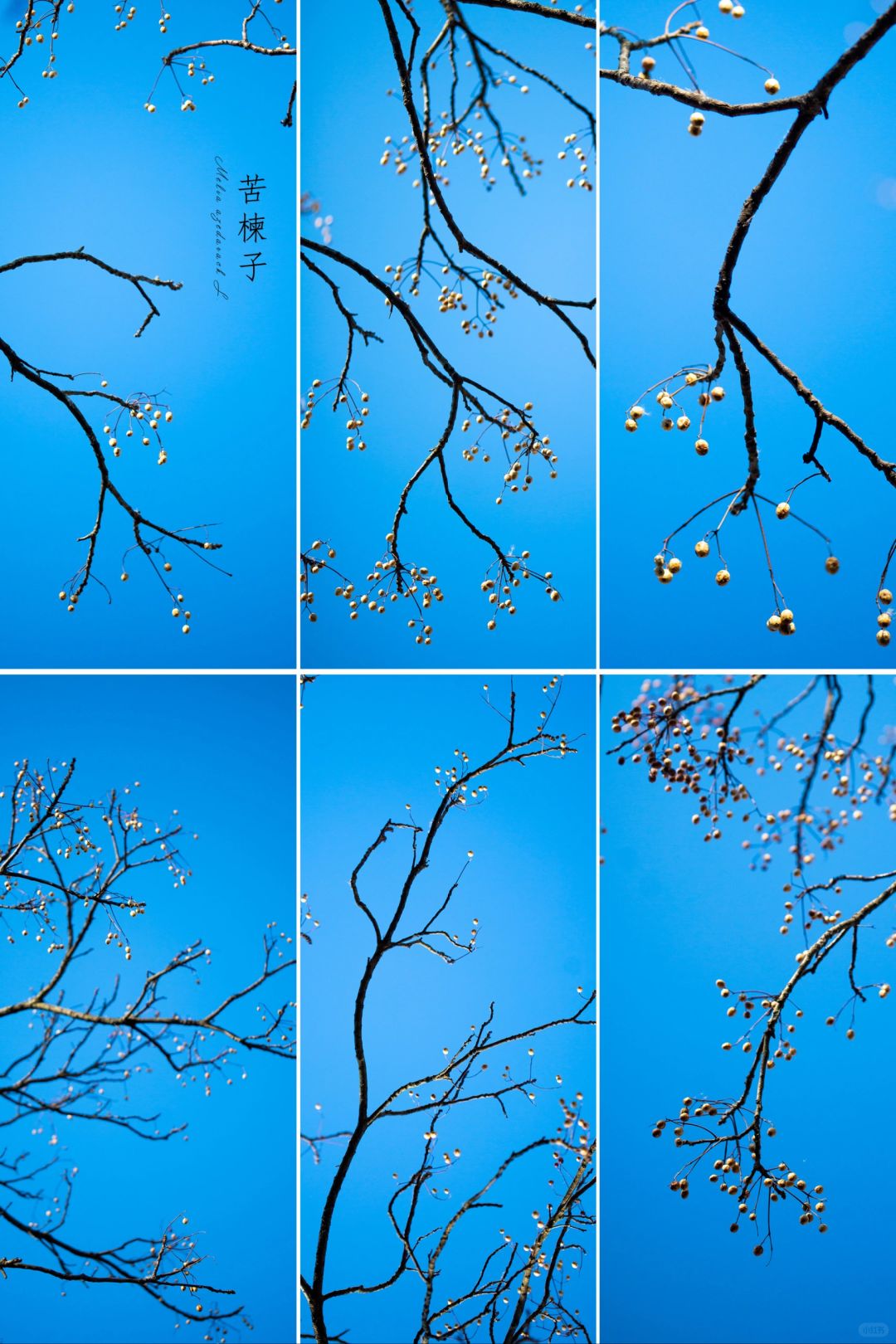 一切景语，皆“晴”语|晴空与苦楝子