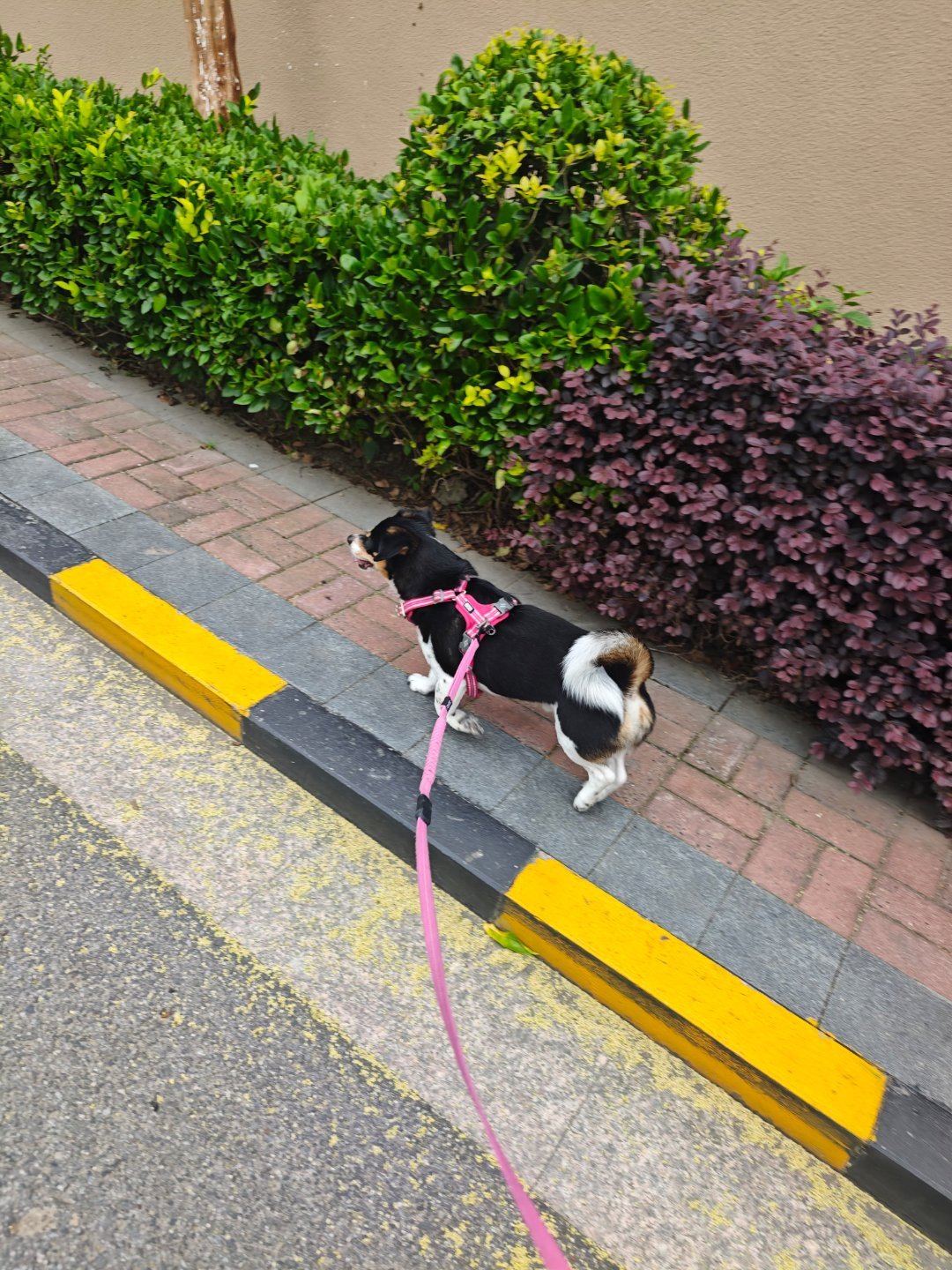 豆豆成功减肥了四斤，感觉步子都轻了。我怎么就瘦不下去呢